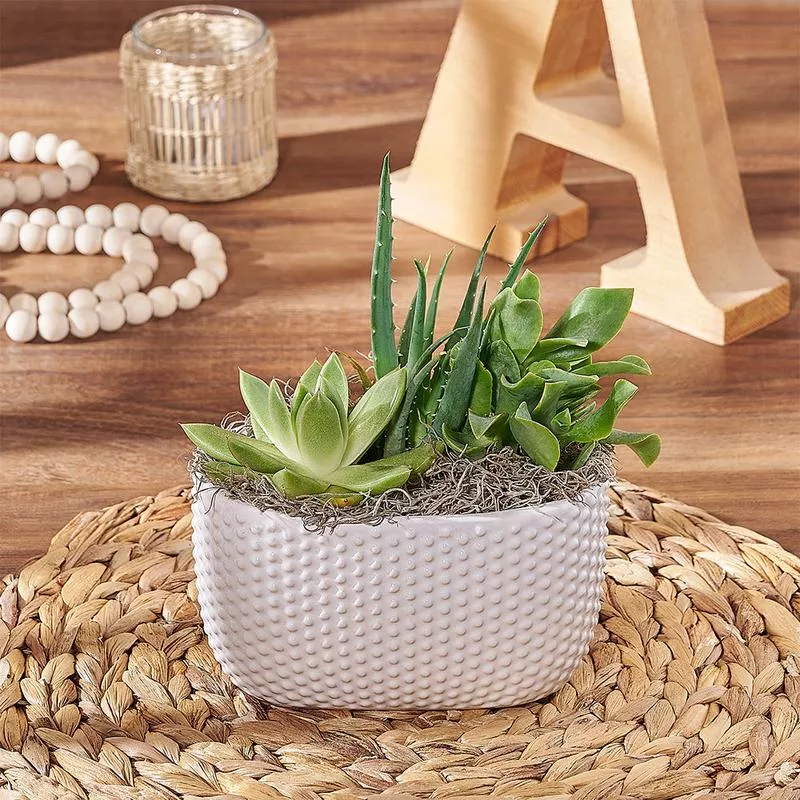 Little Oasis Succulent Garden